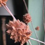 Glycyrrhiza echinata Fruit