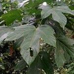 Sterculia macrophylla 葉