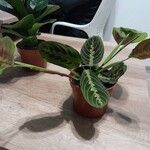 Maranta leuconeura Leht