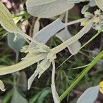 Phlomis olivieri Bark