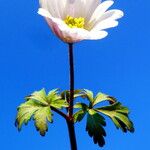 Anemone nemorosa ᱵᱟᱦᱟ