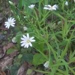 Stellaria palustris Flor