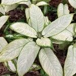 Dieffenbachia seguine Лист