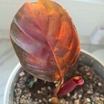 Goeppertia picturata 葉