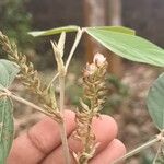 Flemingia semialata Flower