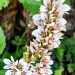 Francoa appendiculata Цвят