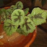 Begonia masonianaLeaf