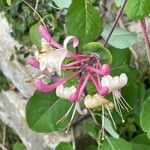 Lonicera etrusca Feuille