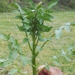 Rorippa nasturtium-aquaticum Leaf