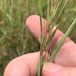 Themeda quadrivalvis Lapas