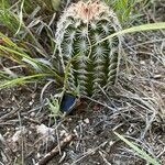 Echinocereus viridiflorus Liść