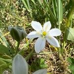 Ornithogalum divergens Flower