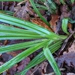 Carex pendula Feuille