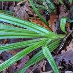 Carex pendula Leaf