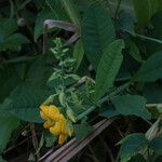 Crotalaria spectabilis Кветка