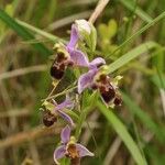 Ophrys x minuticauda その他の提案