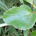 Begonia cucullataLevél