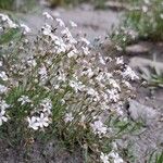 Gypsophila repensЦвят