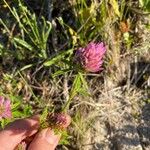 Trifolium purpureum Kvet