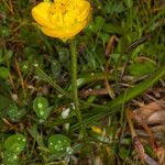 Ranunculus bulbosus Агульны выгляд