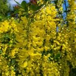 Laburnum alpinumBlüte