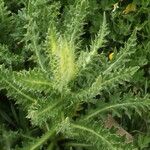 Cirsium spinosissimum Leaf