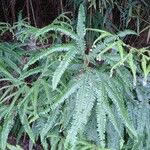 Gleichenia bifida Leaf