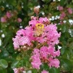 Lagerstroemia indicaÇiçek