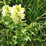 Pedicularis comosa Flor