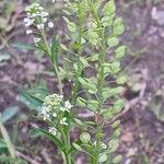 Lepidium virginicum Fruit