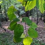 Amelanchier arborea Foglia