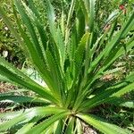 Eryngium agavifolium ഇല