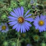 Symphyotrichum oblongifolium Floro