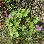 Geranium pyrenaicum花