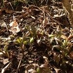 Helleborus viridis Blad