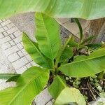 Musa acuminata Leaf