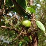 Catunaregam spinosa Fruit