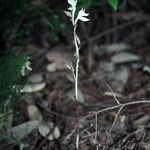 Cephalanthera austiniae Habit