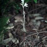 Cephalanthera austiniae ᱛᱟᱦᱮᱸ