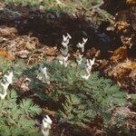 Dicentra cucullaria Hábito