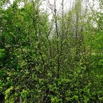 Malus pumila عادت داشتن