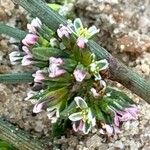 Polygonum arenastrum Çiçek