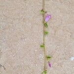 Ipomoea pes-caprae 整株植物