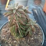 Peperomia asperula Yaprak