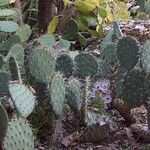 Opuntia engelmannii Foglia