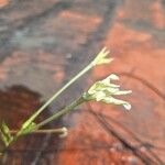 Nicotiana longiflora Кветка