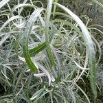 Salix eleagnos Feuille