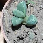 Gibbaeum petrense Hostoa