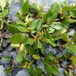 Salix herbacea Характер