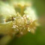 Ziziphus oenopolia 花